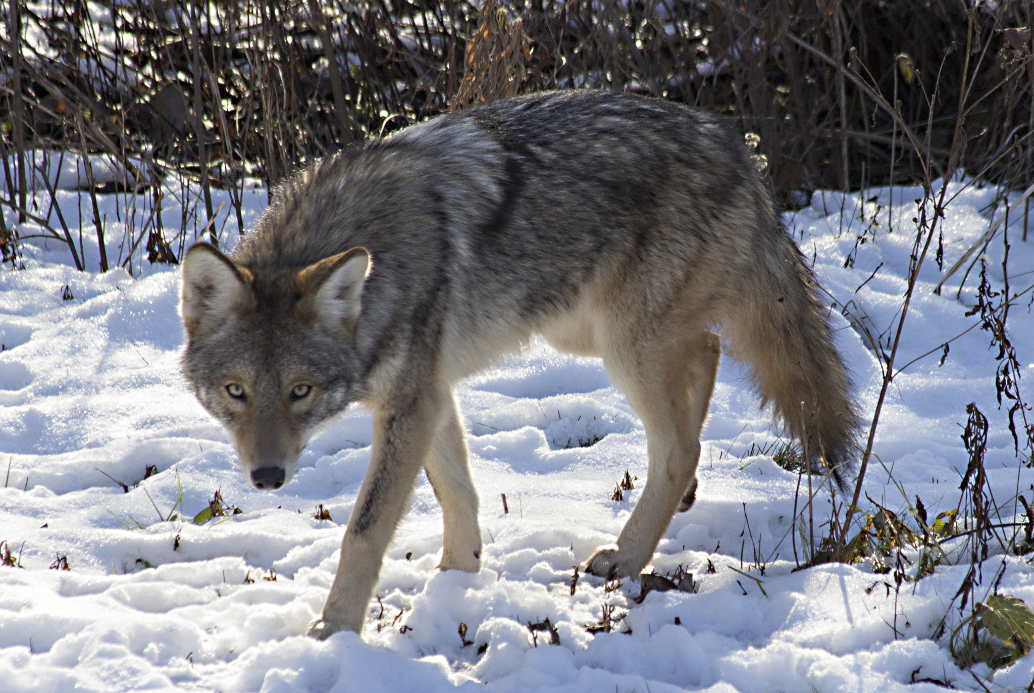 Canon EF 70-300mm F4-5.6 IS USM sample photo. Coyote photography