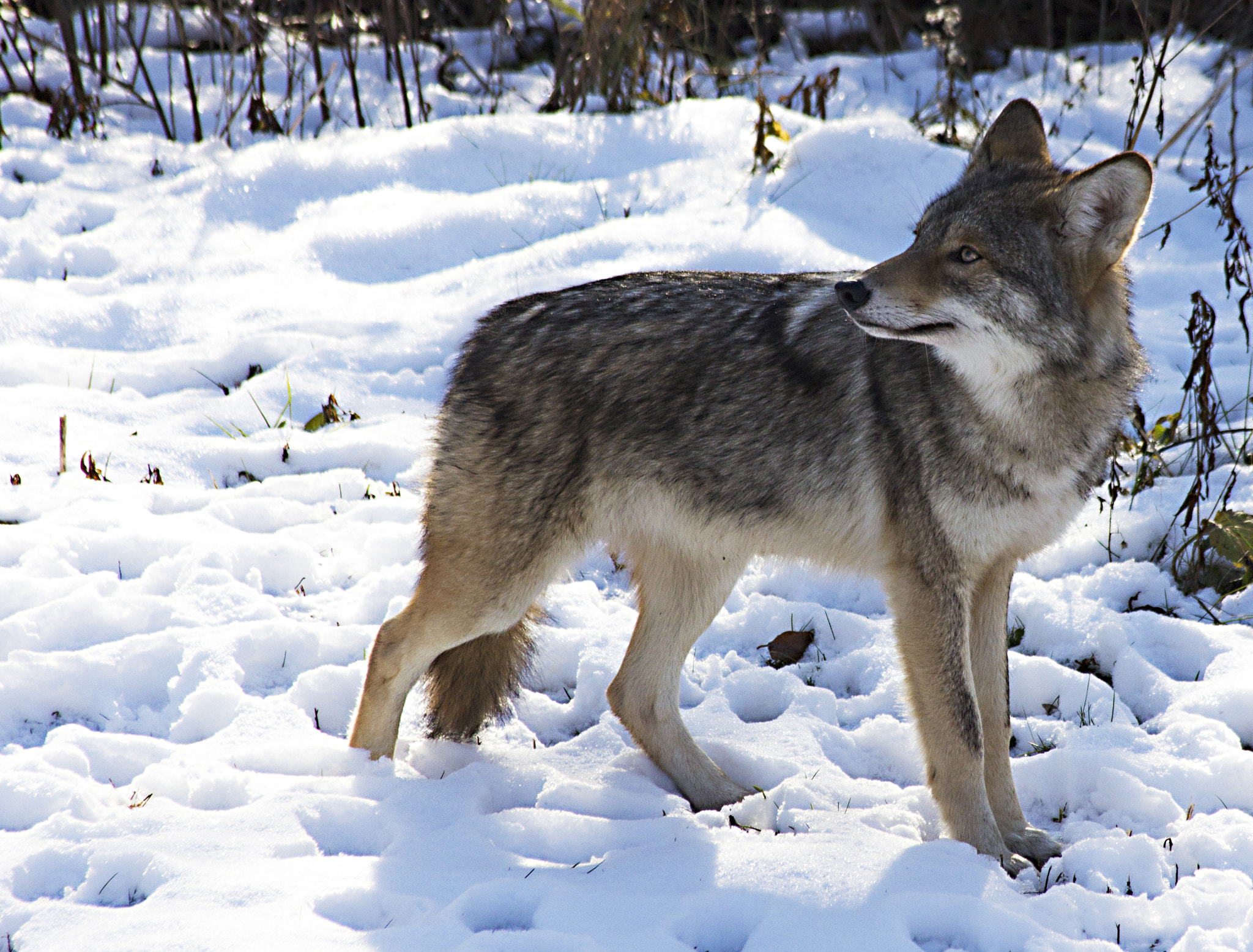 Canon EF 70-300mm F4-5.6 IS USM sample photo. Coyote2 photography