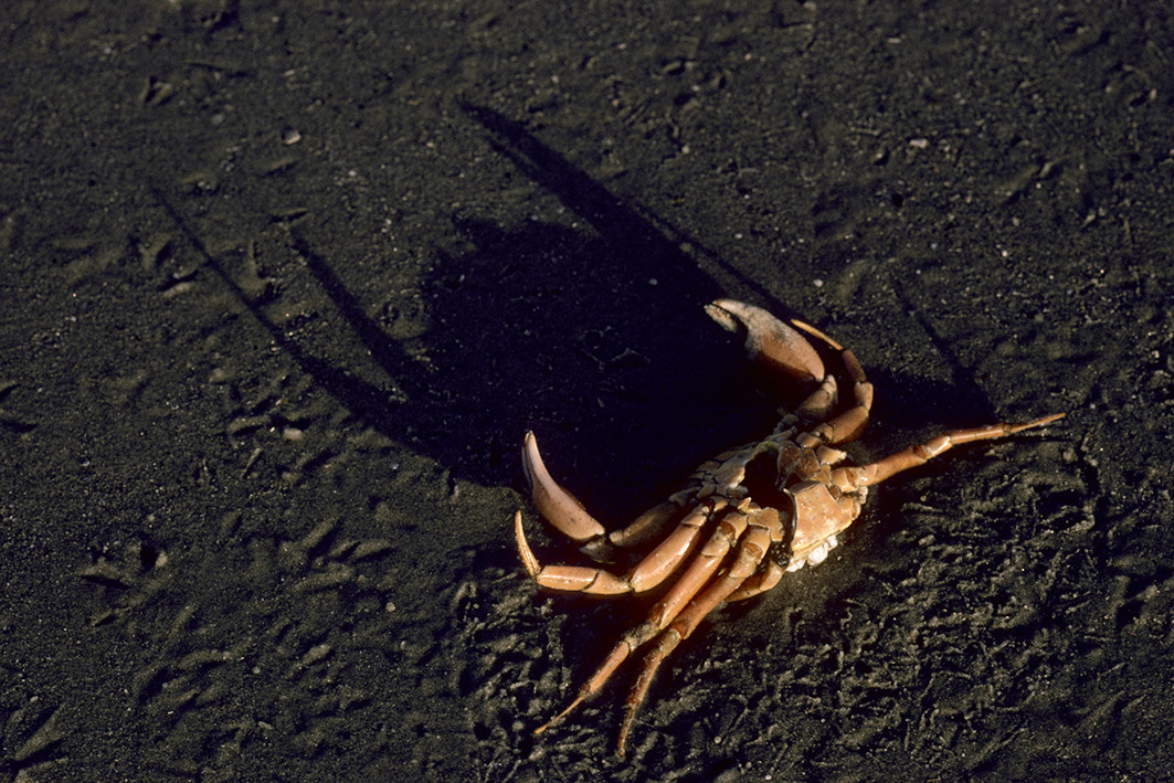 Beached crab