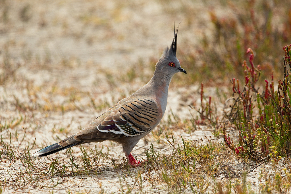 Kakara by Paul Amyes on 500px.com