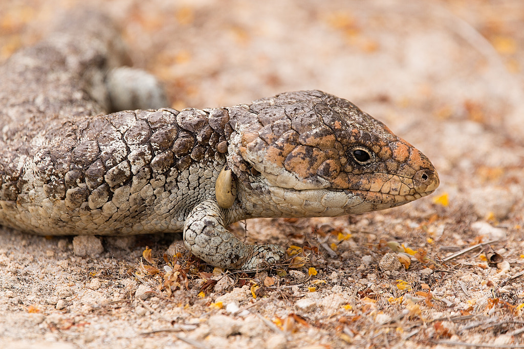 Infestation by Paul Amyes on 500px.com