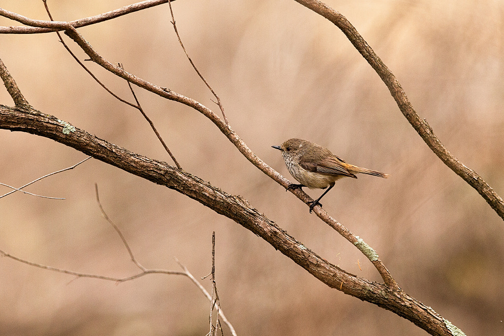 Inland Thornbill by Paul Amyes on 500px.com