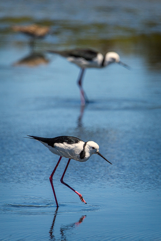 Dit by Paul Amyes on 500px.com