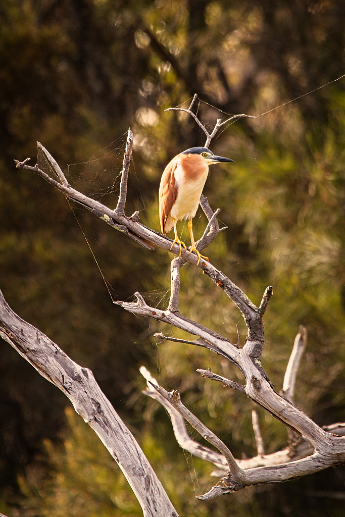Ngalganing by Paul Amyes on 500px.com