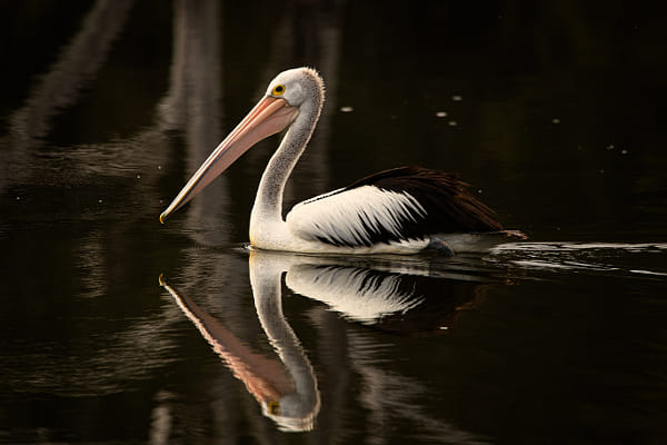 Australian Pelican by Paul Amyes on 500px.com