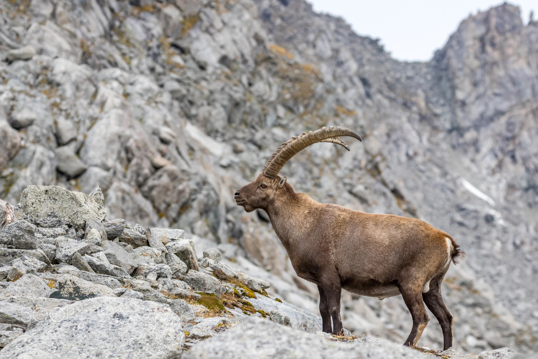 Alpine Ibex