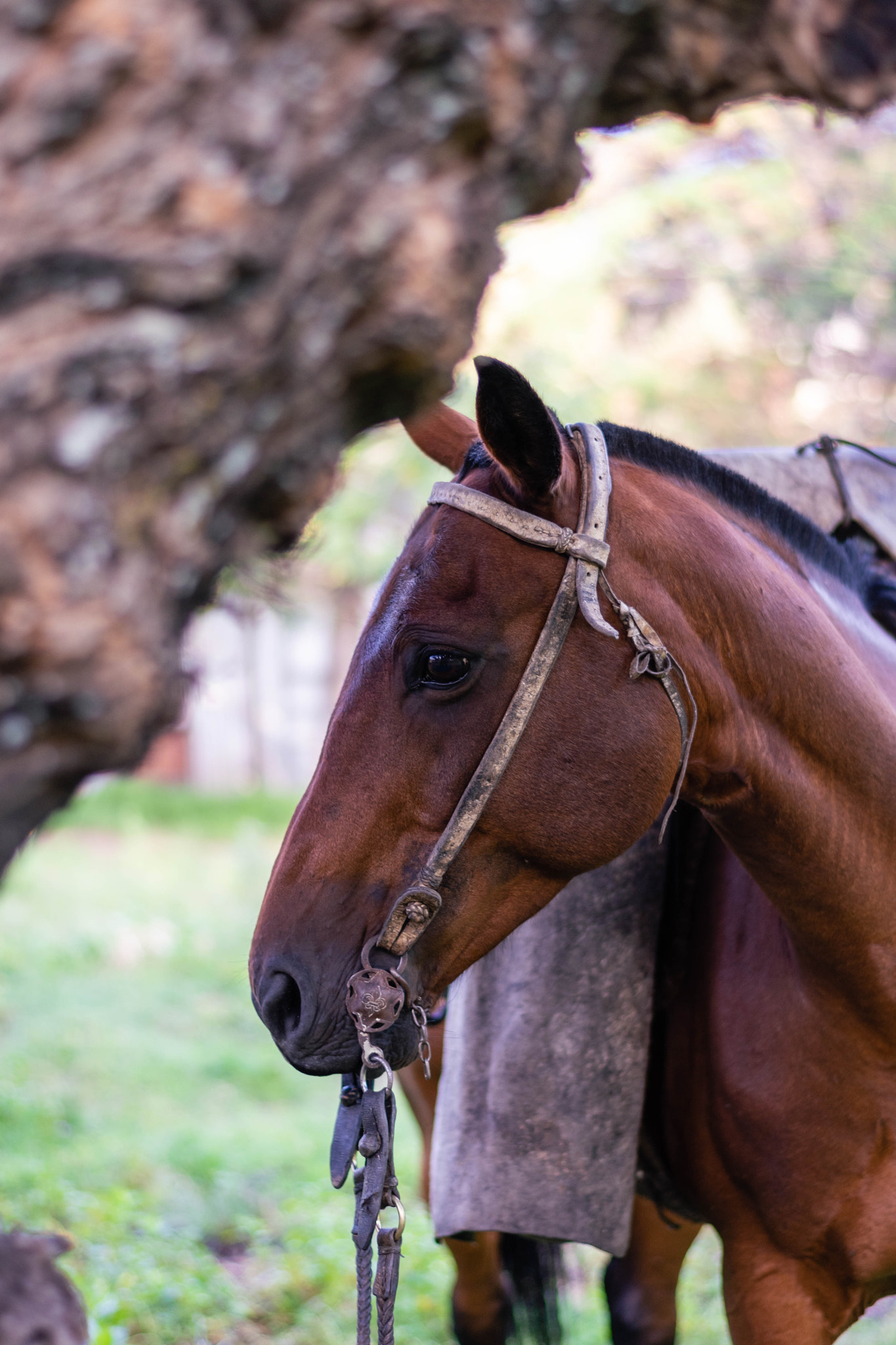 primer plano de caballo marrón detrás de un tronco de arbol