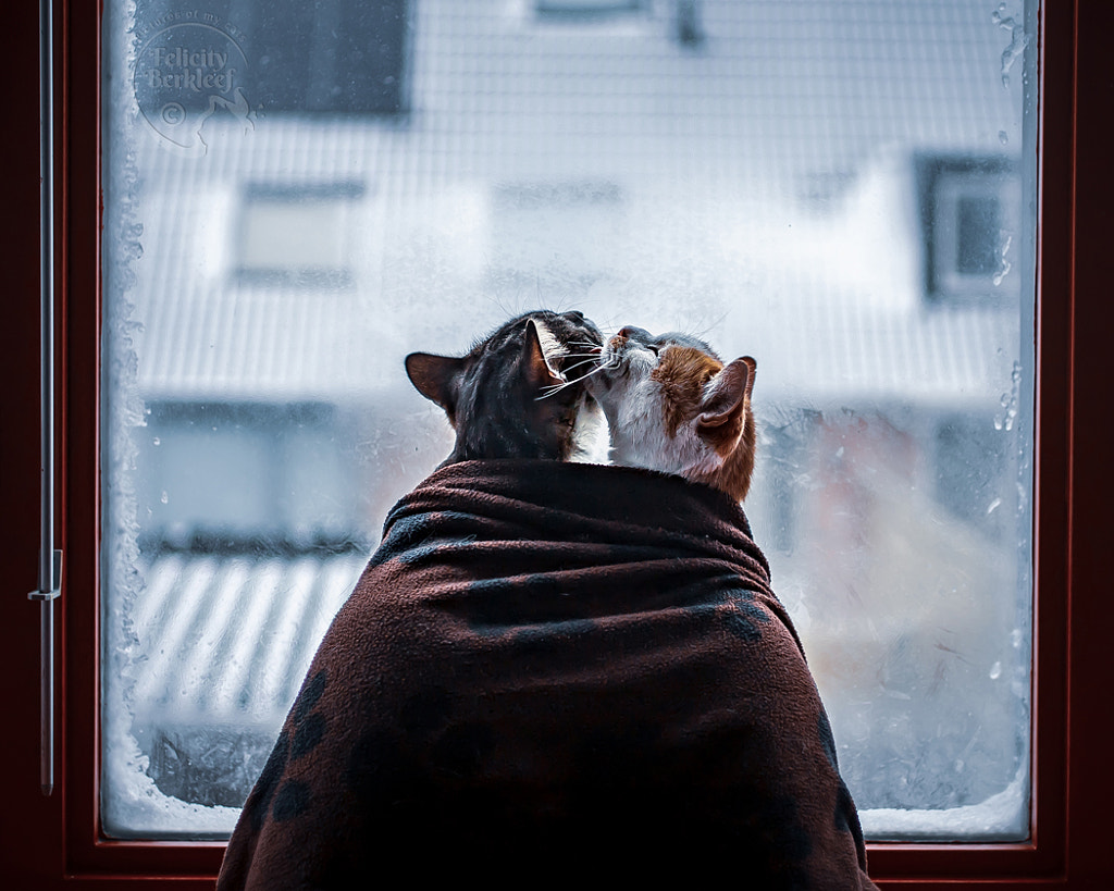 Frost by Felicity Berkleef on 500px.com