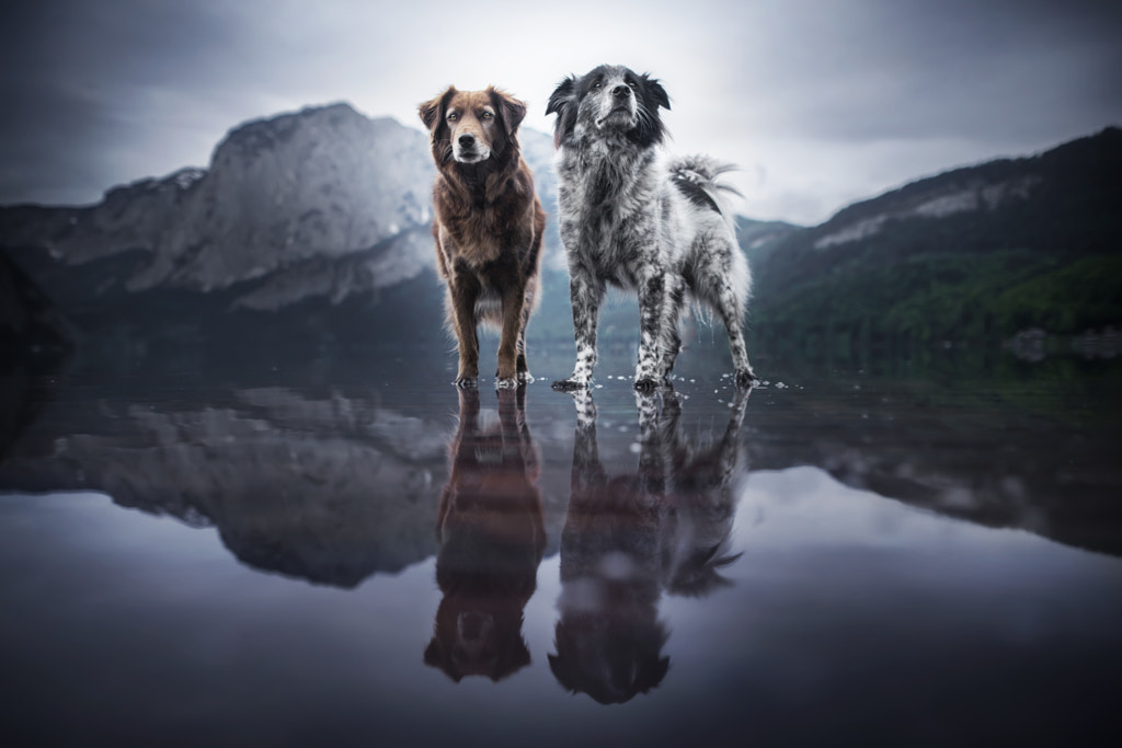 the best two dogs in this world by Anne Geier on 500px.com