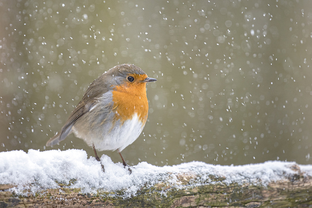 Snow robin by Teuni Stevense on 500px.com