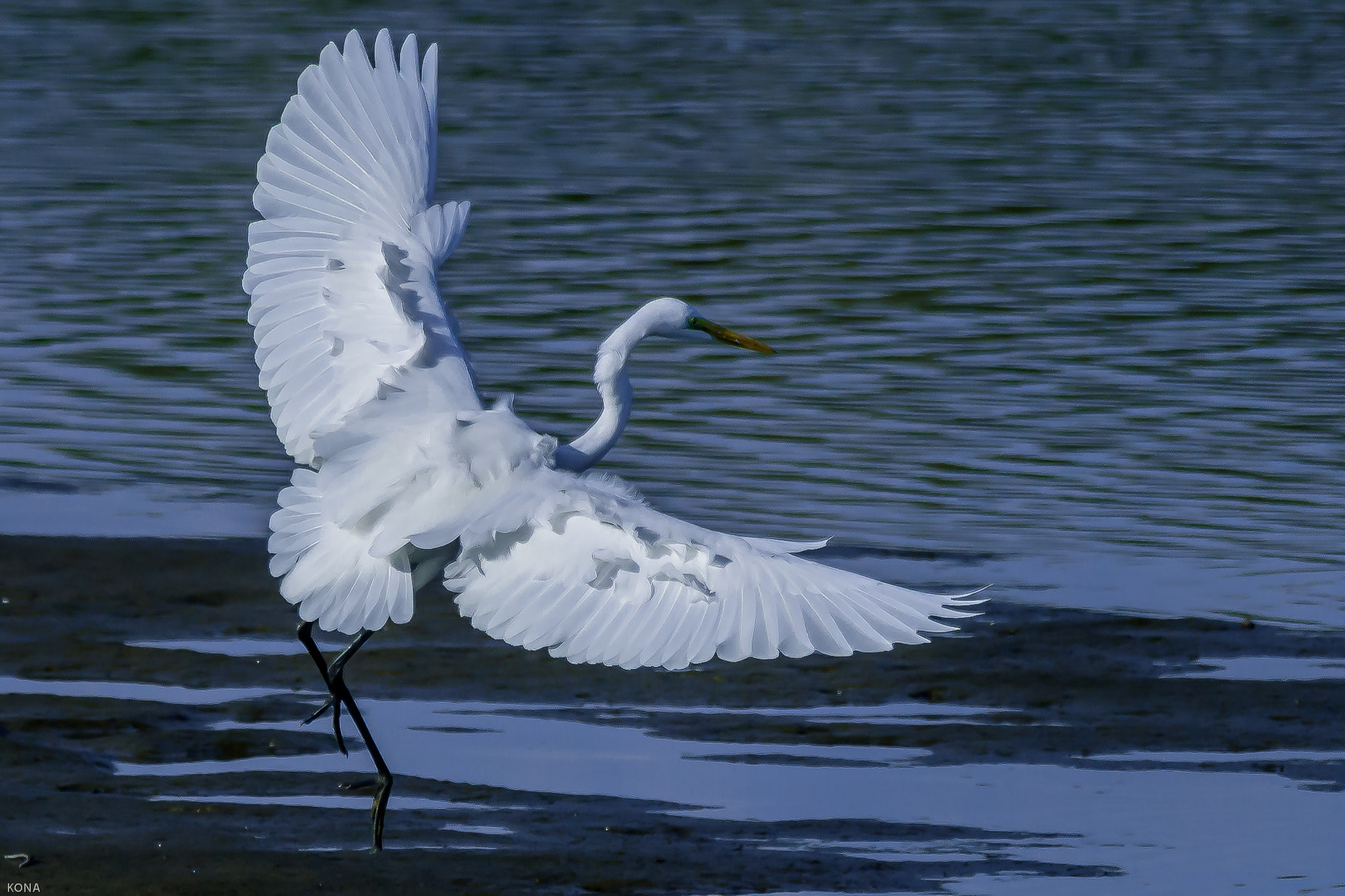 Nikon AF-S Nikkor 400mm F2.8G ED VR II sample photo. Sagi photography