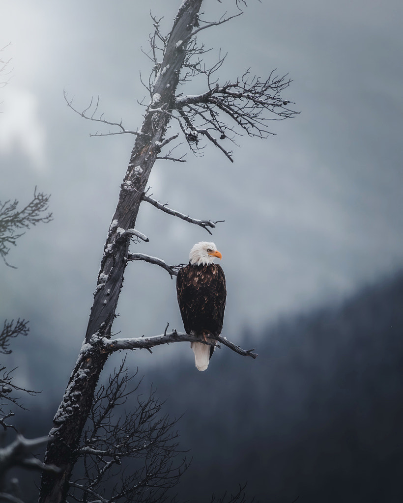 A Watchful Eye by Seth Macey on 500px.com