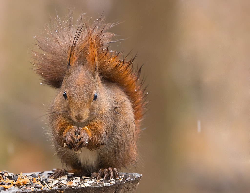 Squirrel by Robert Adamec on 500px.com