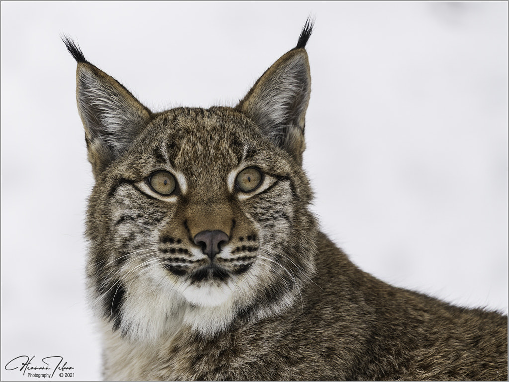 young Lynx in portrait. by Hermann-Josef Telaar on 500px.com