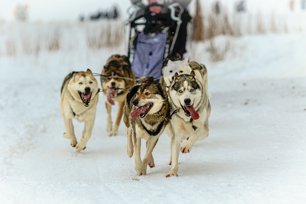 It's a nice cold day for dog sled racing by Claus Cramer on 500px.com