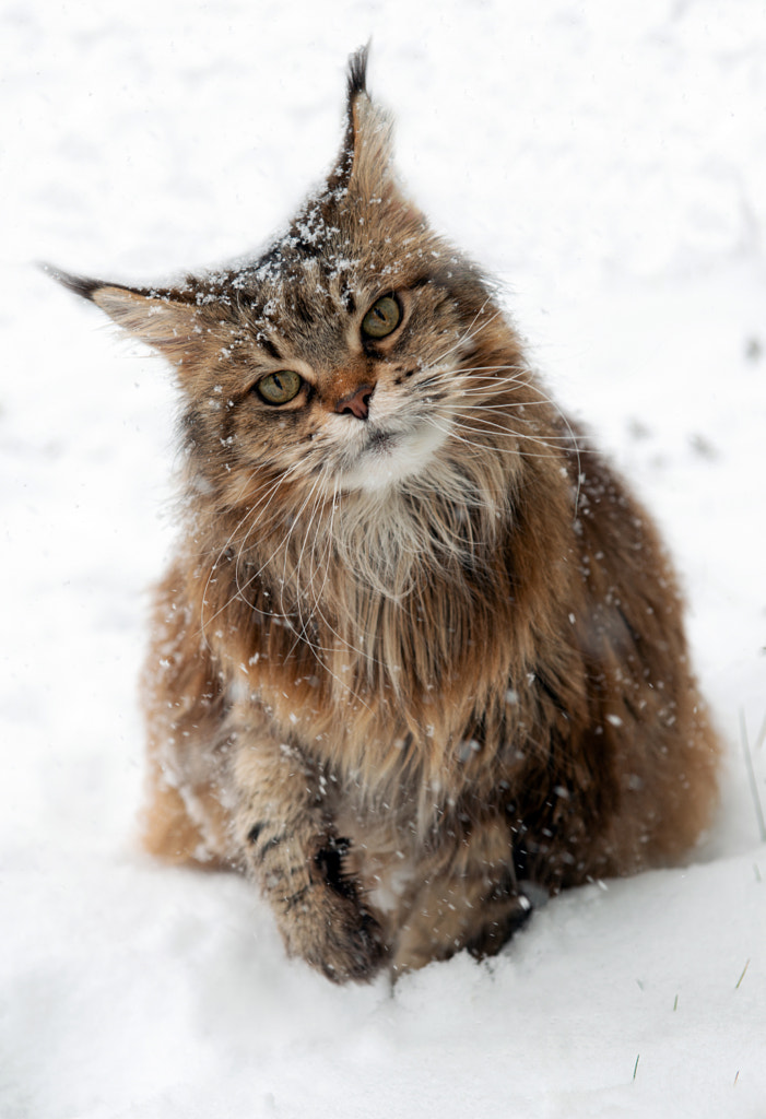 Maine Coon in snow by Peter König on 500px.com