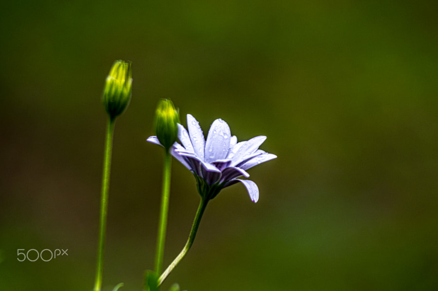 Pentax Hd Pentax Da 55 300mm F 4 5 8 Ed Wr 500px