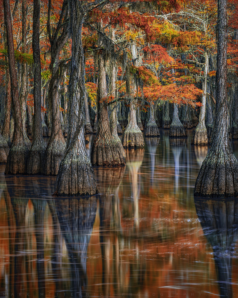 CYPRESS BEATITUDE by Mark Metternich on 500px.com