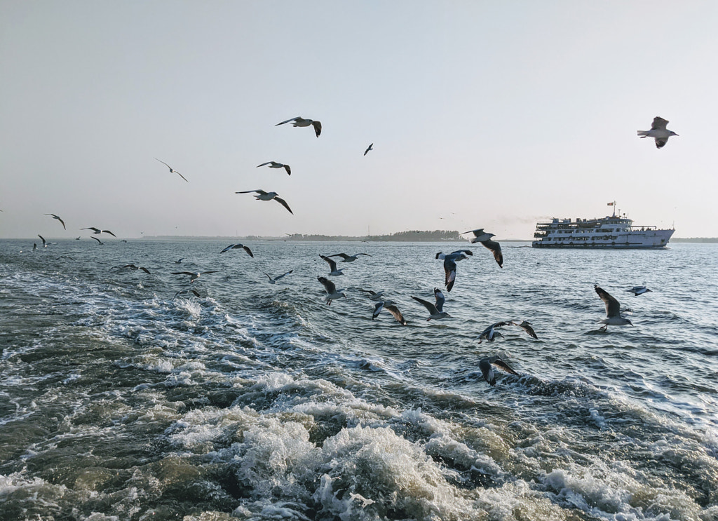 Flying Birds over Sea by Kawshik  Kumar Paul on 500px.com