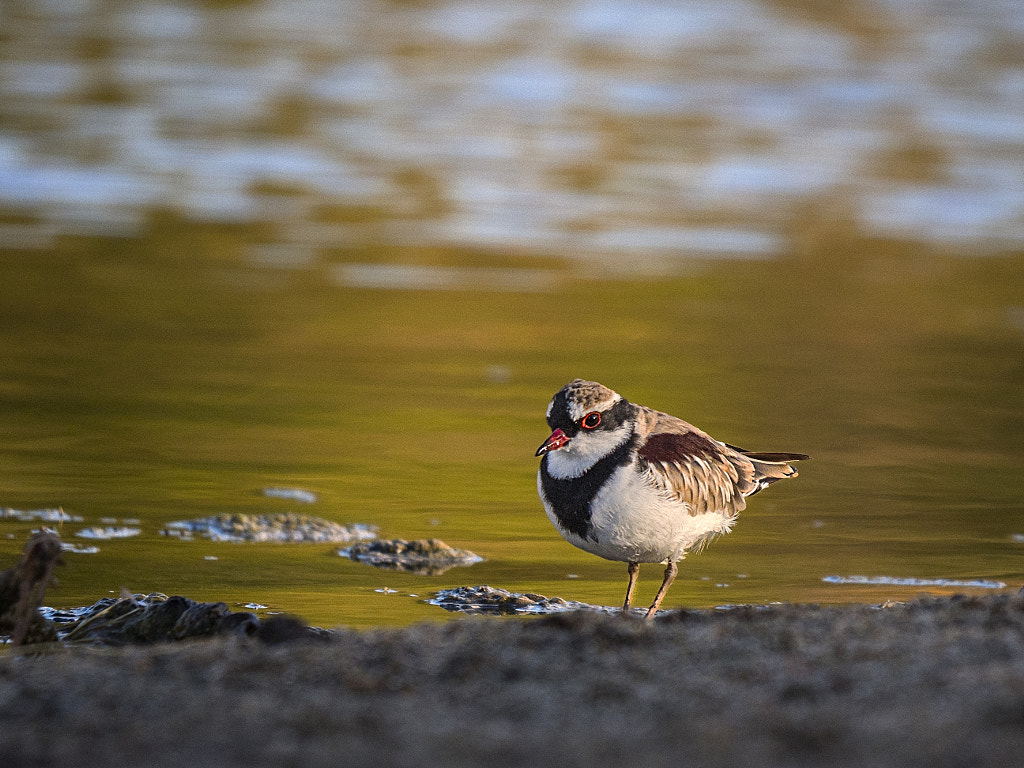 Nidoolyorong by Paul Amyes on 500px.com