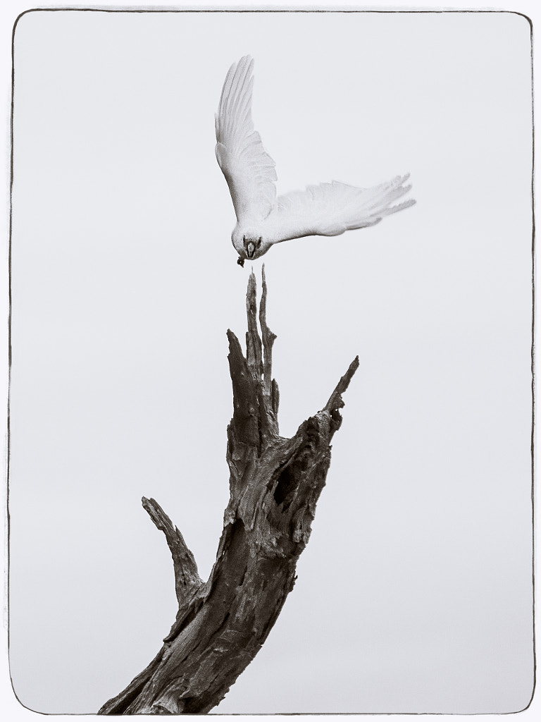 We Have Lift Off! by Paul Amyes on 500px.com