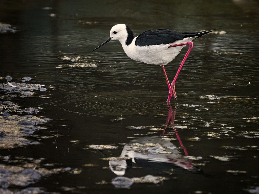 Dit by Paul Amyes on 500px.com