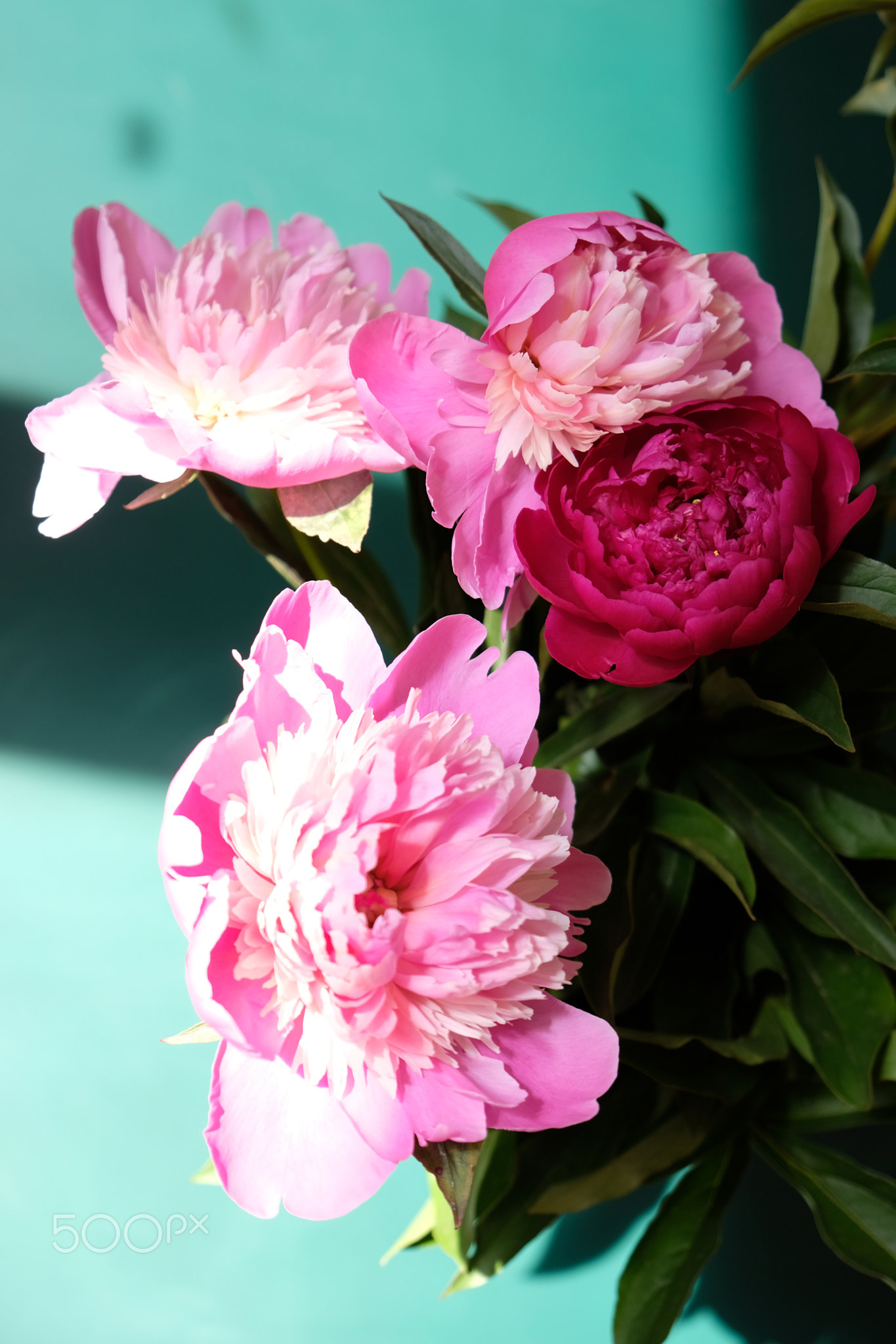 Pink peonies and leaves with hard shadow on pastel background. Trendy