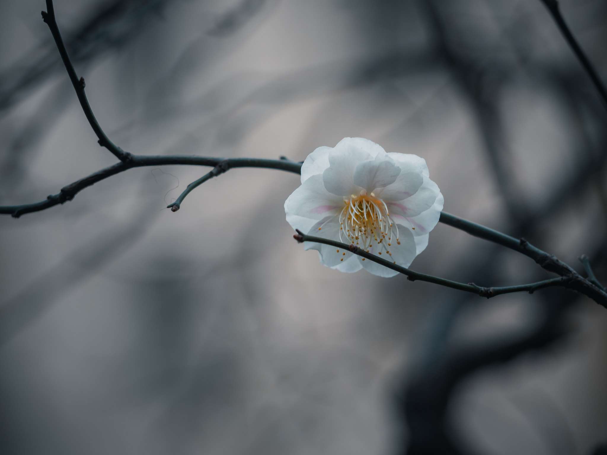 一朵白梅花