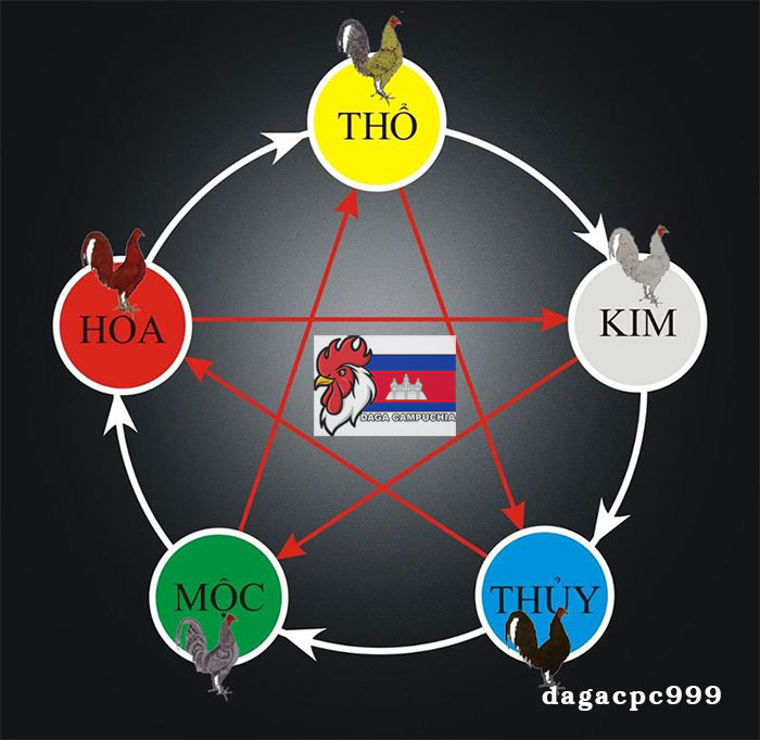 Cách xem màu mạng gà đá theo ngày