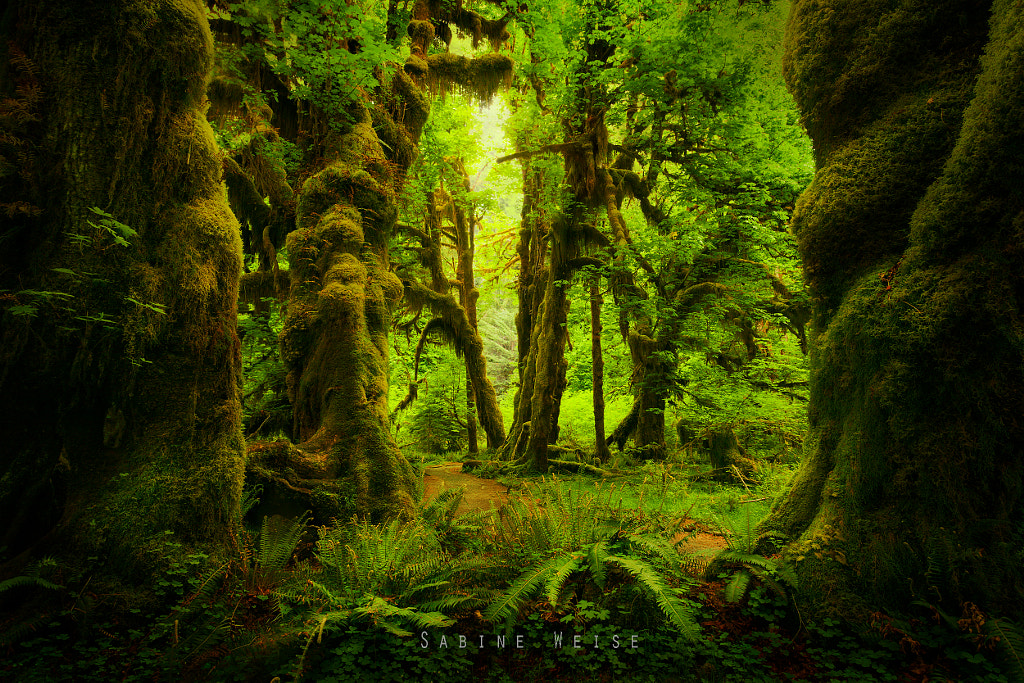 the hall of mosses by Sabine Weise on 500px.com