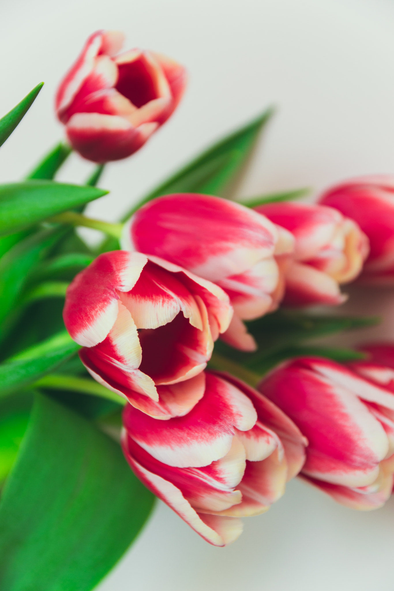 Wallpaper with red tulips and white edges