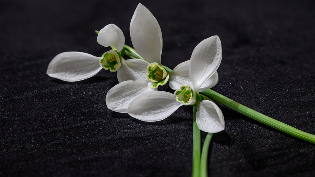 Three snowdrop flowers on black background by Milen Mladenov on 500px.com