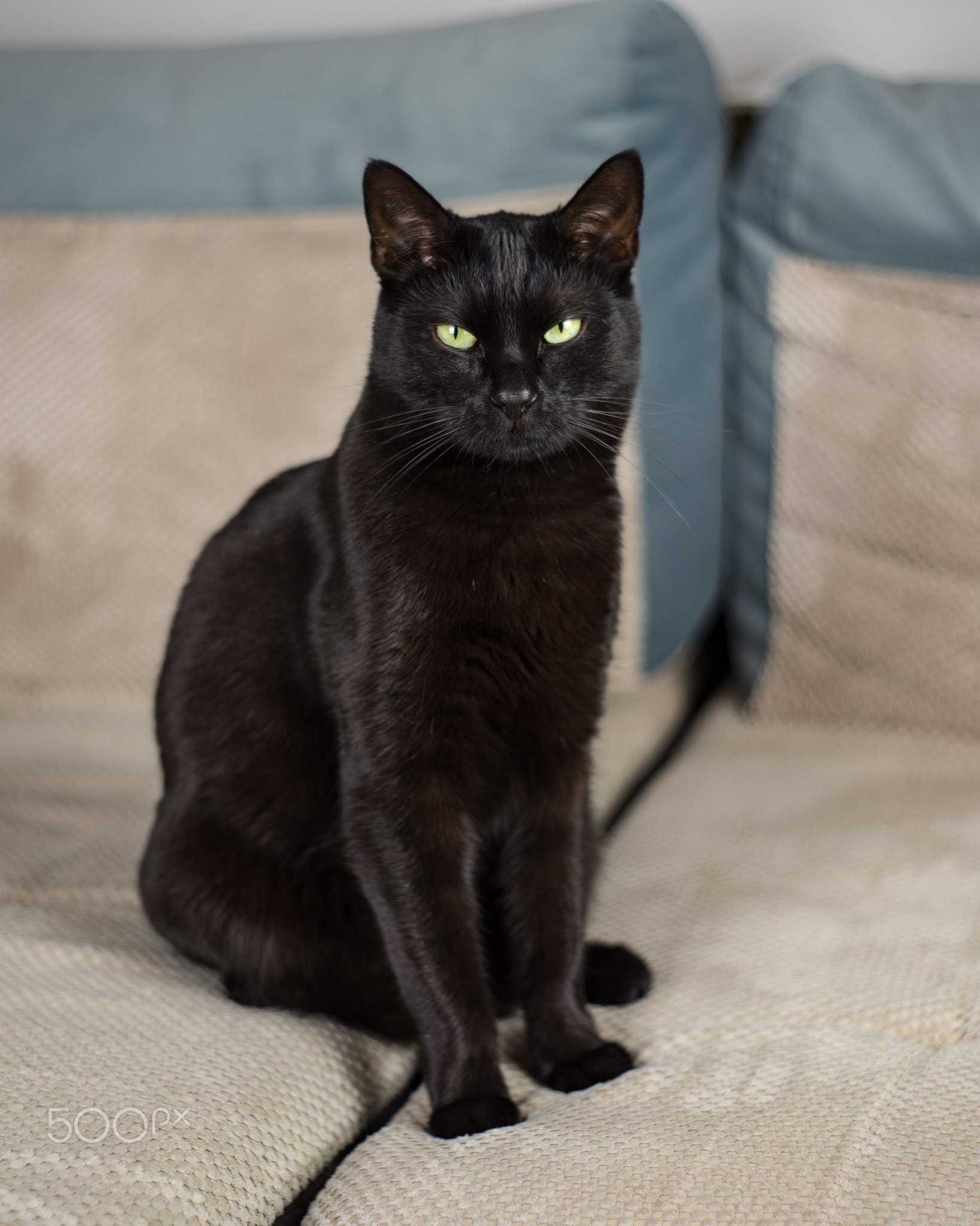 A black cat sitting on the sofa