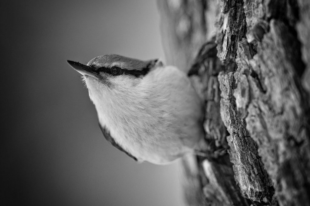 ことり by Kousuke Toyose on 500px.com