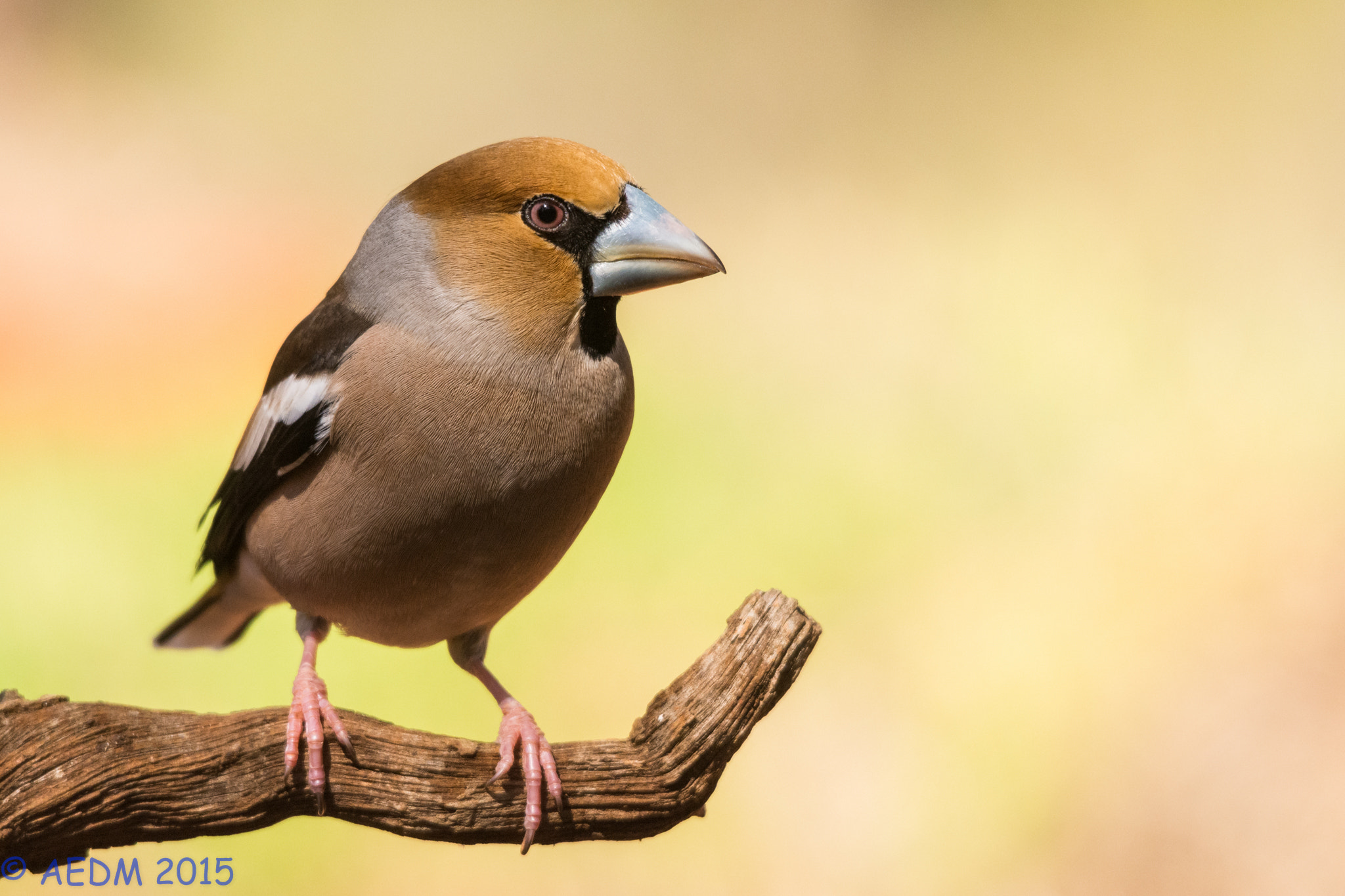 Hawfinch (Picogordo)