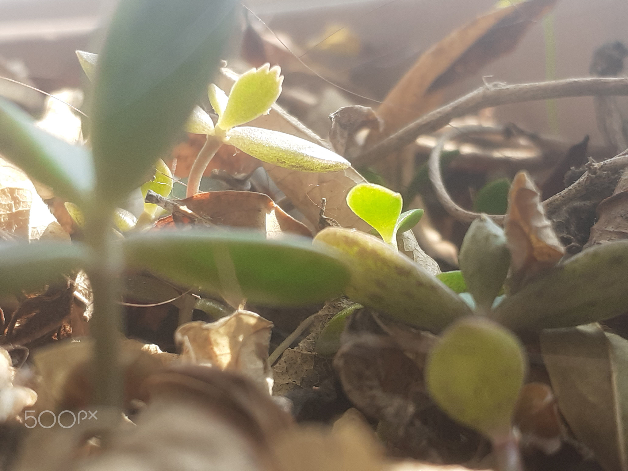LIFE OF SMALL PLANT