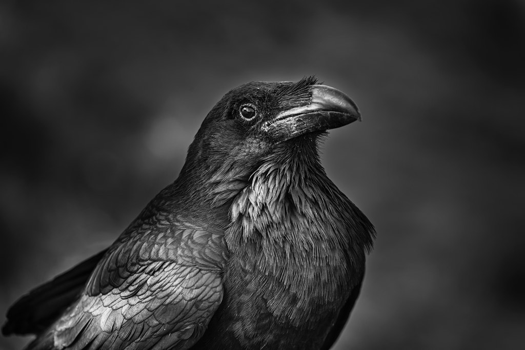 Common Raven sitting on a wooden beam by dziewul on 500px.com