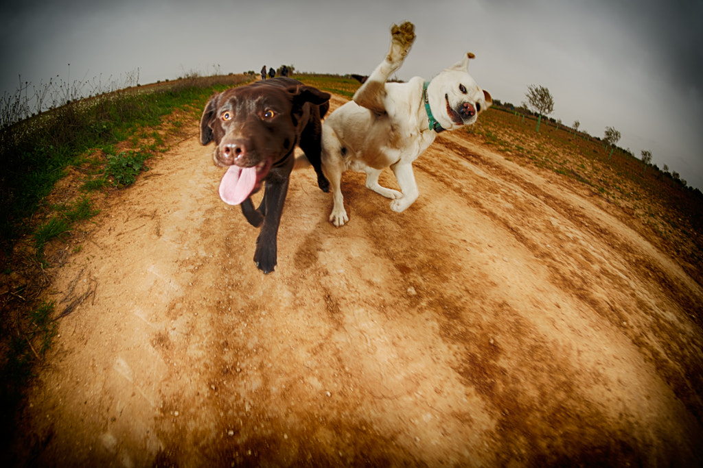 Hello dog by Jose luis on 500px.com