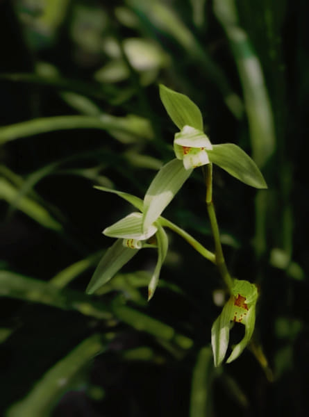 春兰by 史可| 500px