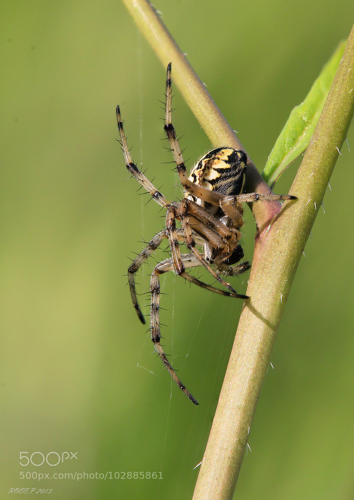 Canon EOS 1100D (EOS Rebel T3 / EOS Kiss X50) sample photo. Neoscona spider photography