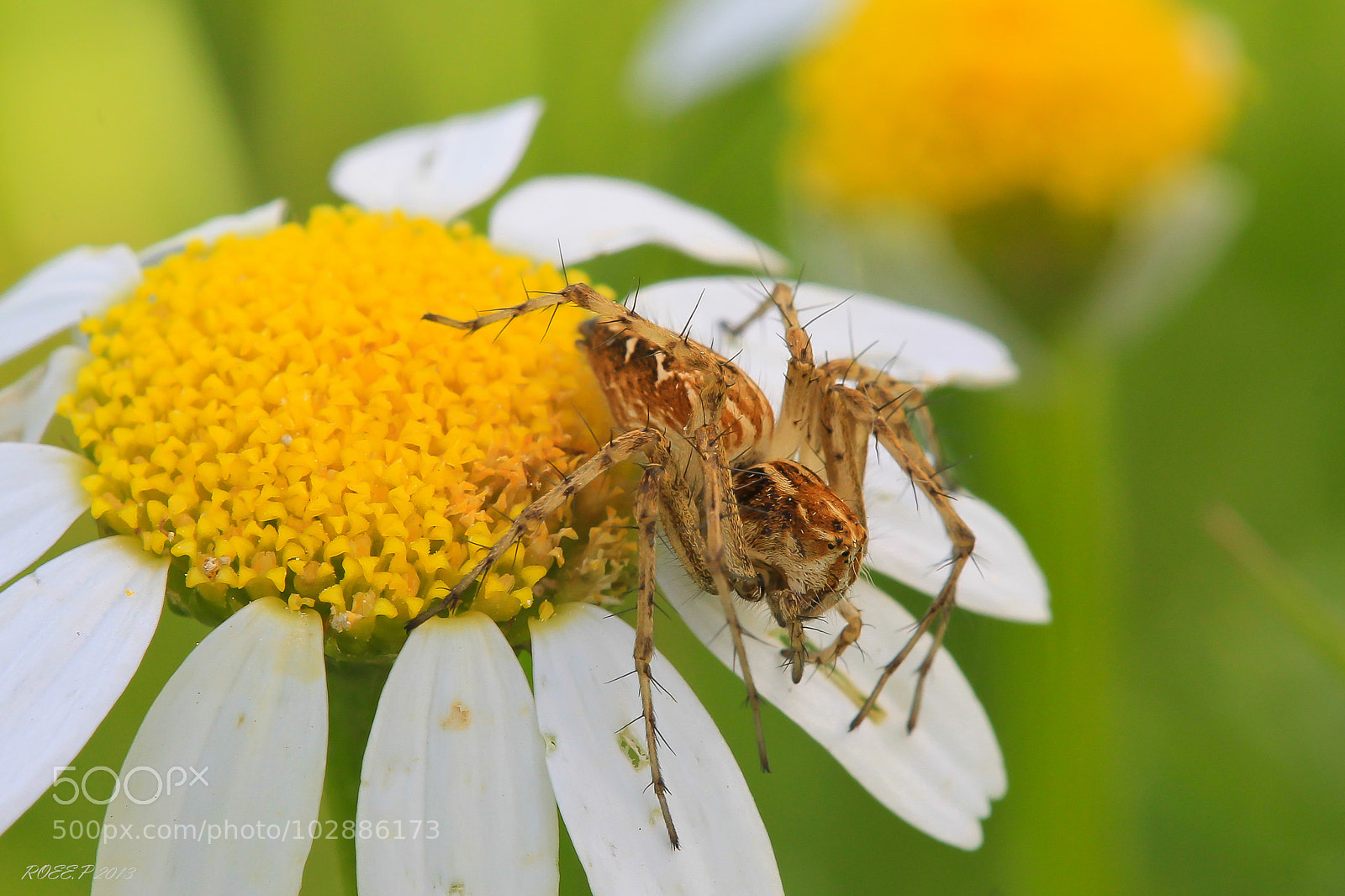 Canon EOS 1100D (EOS Rebel T3 / EOS Kiss X50) sample photo. Oxyopes spider photography