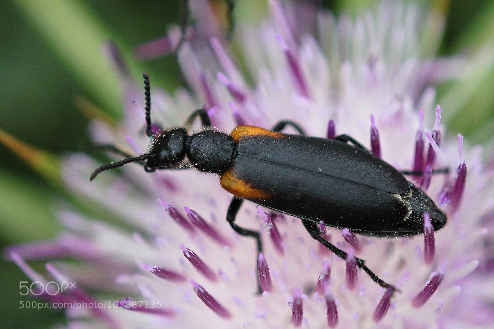 Canon EOS 1100D (EOS Rebel T3 / EOS Kiss X50) sample photo. Lydus humeralis photography