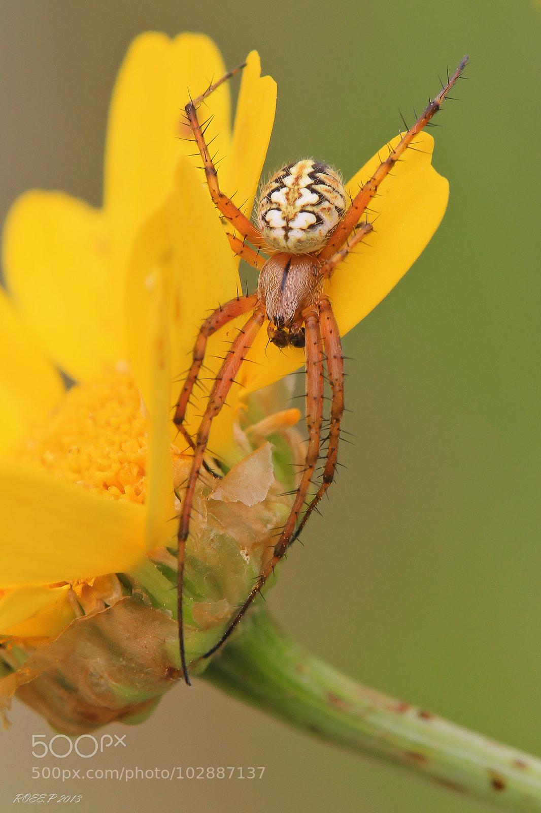 Canon EOS 1100D (EOS Rebel T3 / EOS Kiss X50) sample photo. Neoscona spider photography
