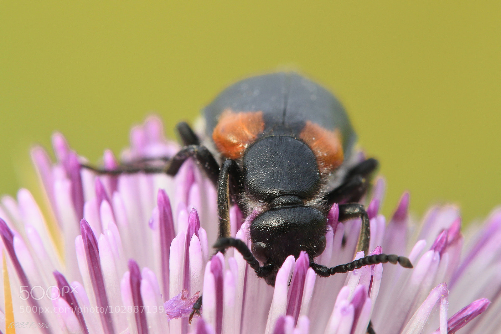 Canon EOS 1100D (EOS Rebel T3 / EOS Kiss X50) sample photo. Lydus humeralis photography