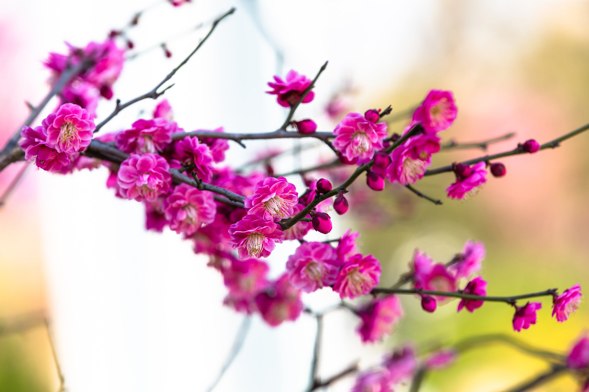 梅花by 蓝天枫| 500px
