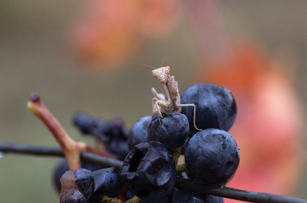 The sommelier. by Javier García Escribano on 500px.com