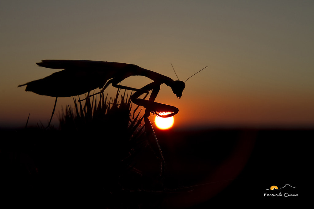 Solar Eclipse by Fernando Casaus on 500px.com