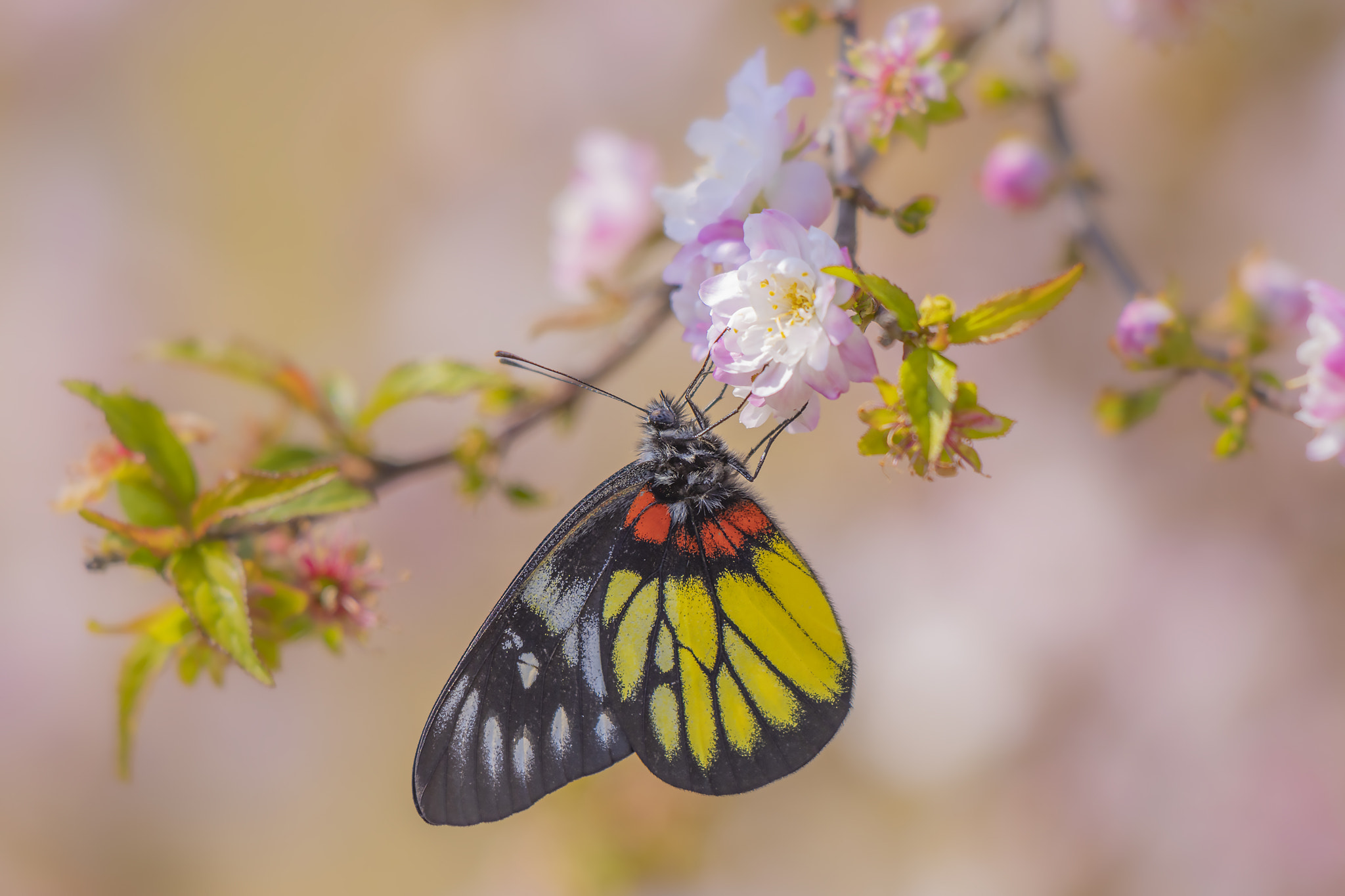 Red-base Jzebel 報喜斑粉蝶