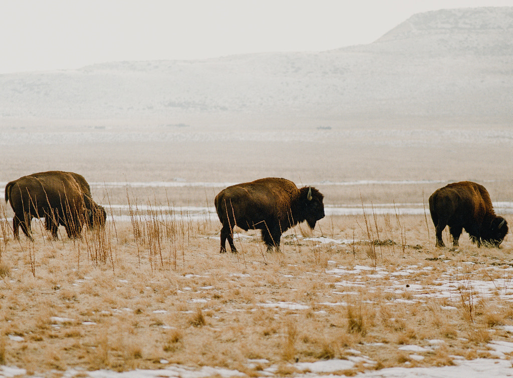 american bison on medium format film by Sam Brockway on 500px.com