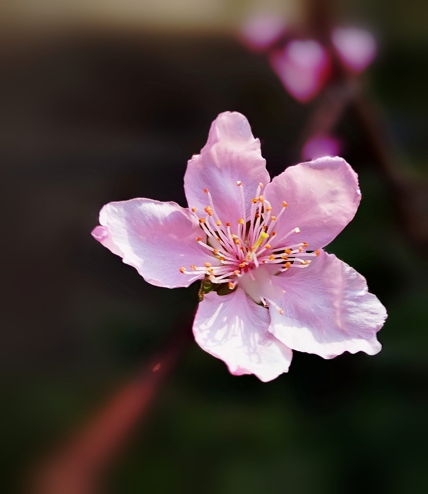 早春花开by 史可 500px